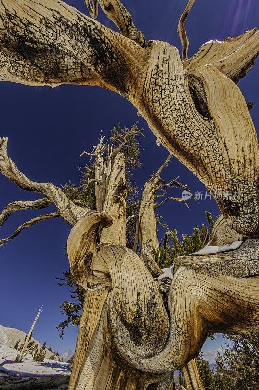 加利福尼亚州白山的一棵狐尾松、长尾松(Pinus longaeva)的部分枝叶，一些最古老的生物，Inyo国家森林;最古老的生物;扭曲的树木;errosion;恶劣的环境;树木长寿。古老的狐尾果森林。